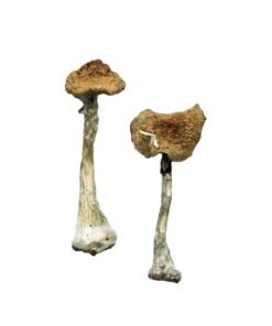 A-Magic-Mushrooms