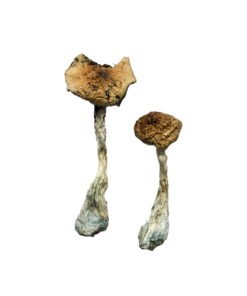 A-Shrooms