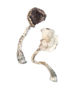 Albino A+ Magic Mushrooms