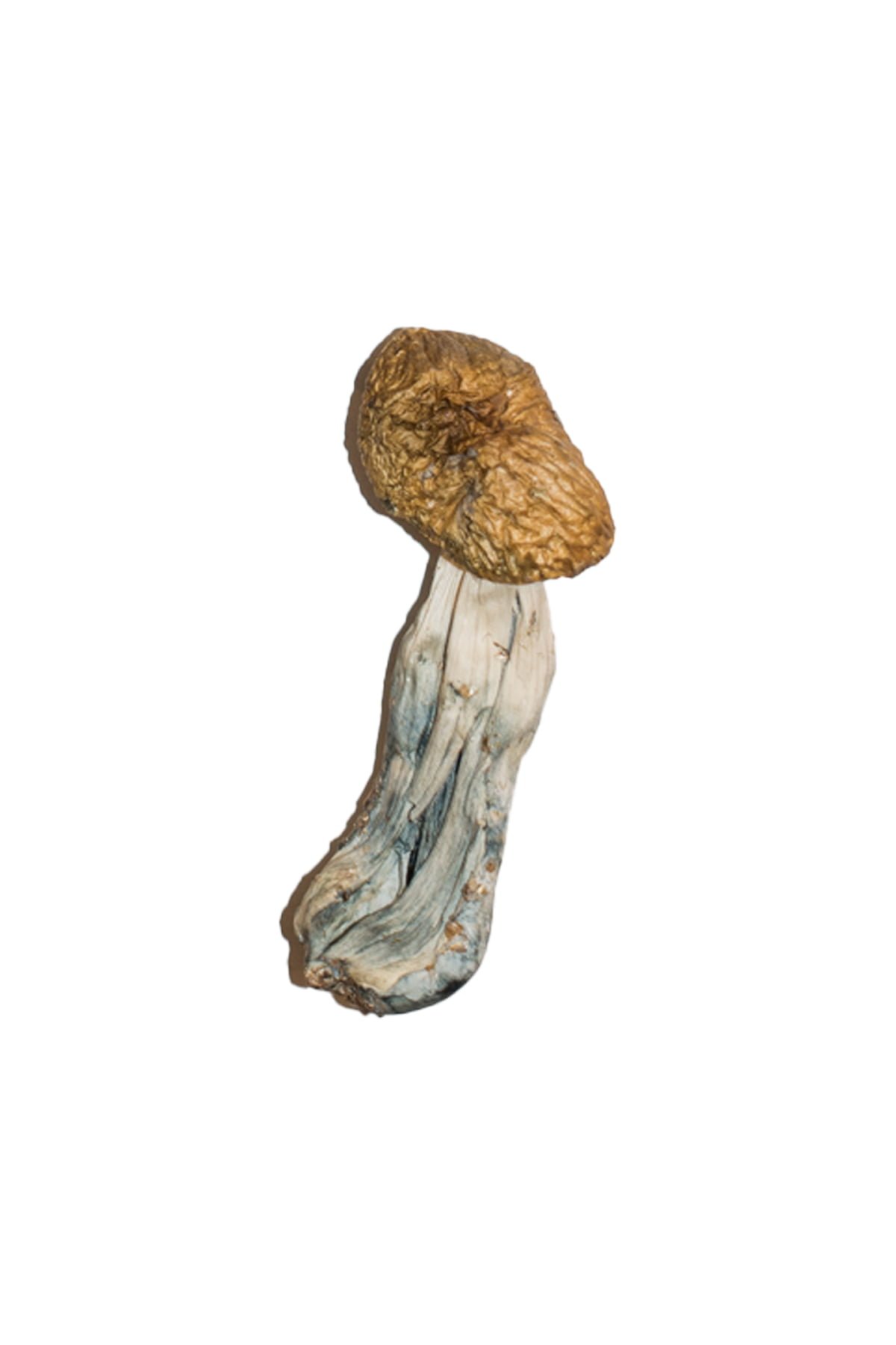 Big Mex Magic Mushrooms