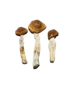 Brazilian-Magic-Mushrooms