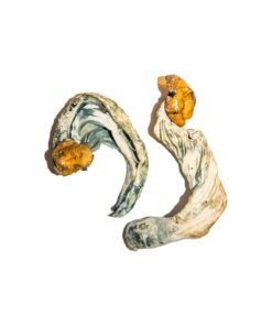 Ecuadorian Magic Mushrooms