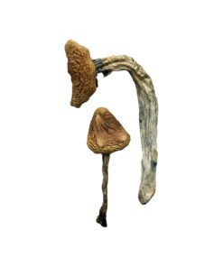 Jedi Mind Fuck Magic Mushrooms