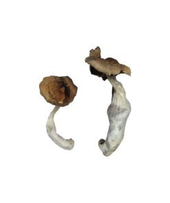 Koh Samui Magic Mushrooms