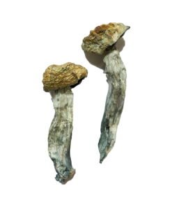 Mazatapec Magic Mushrooms