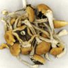 Brazilian-Magic-Mushrooms