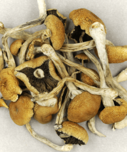 Brazilian-Magic-Mushrooms