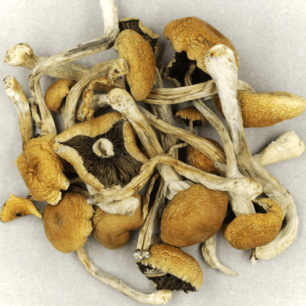 dried mushroom