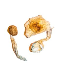 Transkei Magic Mushrooms