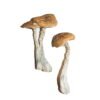 buy shroom uk, buy shroom canada buy shroom usa, shrooms for sale, shroom near me, buy magic mushrooms, buy magic mushroom online, mushroom near me, psychedelic, buy psychedelic online, buy mushroom australia, buy mushroom ireland,