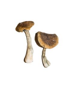 buy shroom uk, buy shroom canada buy shroom usa, shrooms for sale, shroom near me, buy magic mushrooms, buy magic mushroom online, mushroom near me, psychedelic, buy psychedelic online, buy mushroom australia, buy mushroom ireland,