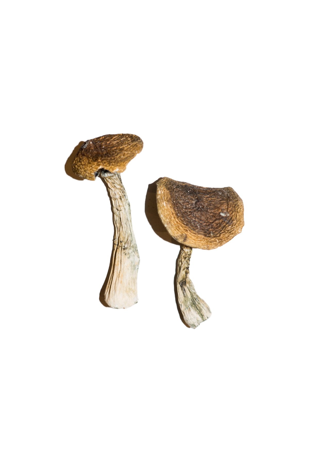 buy shroom uk, buy shroom canada buy shroom usa, shrooms for sale, shroom near me, buy magic mushrooms, buy magic mushroom online, mushroom near me, psychedelic, buy psychedelic online, buy mushroom australia, buy mushroom ireland,