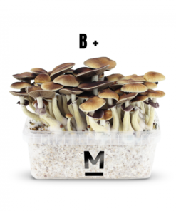Magic Mushroom Grow Kit B+ by Mondo®