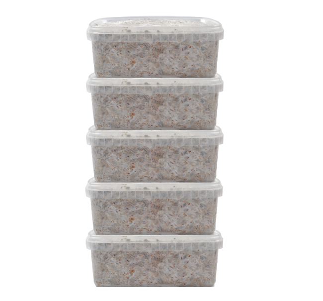 5 Magic Mushroom grow kit Discount Pack - MycoMate®