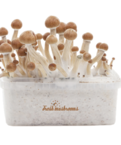 freshmushrooms_amazoniaxp_2