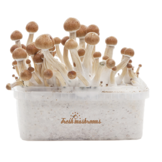 freshmushrooms_amazoniaxp_2