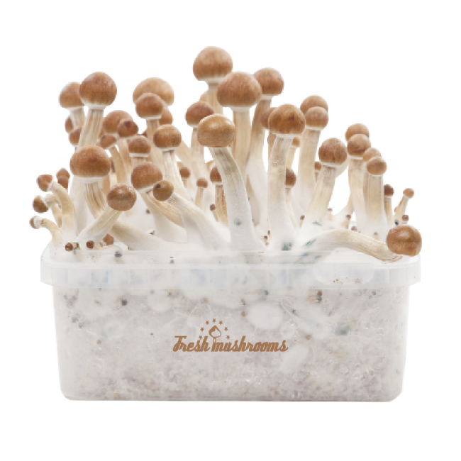 freshmushrooms_b_xp_3