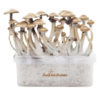 Magic mushroom grow kit Golden Teacher XP by FreshMushrooms®