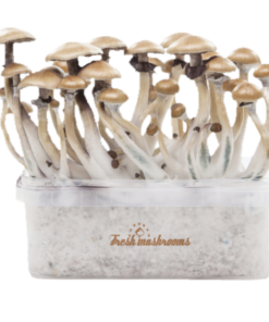 freshmushrooms_goldeteacherxp_1