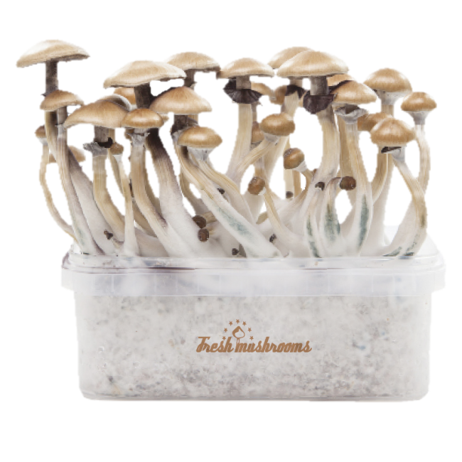 freshmushrooms_goldeteacherxp_1