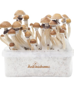 freshmushrooms_mckennaiixp_1