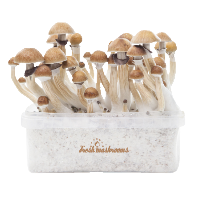 freshmushrooms_mckennaiixp_1