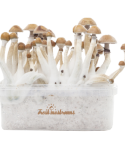 freshmushrooms_mexicanxp_2