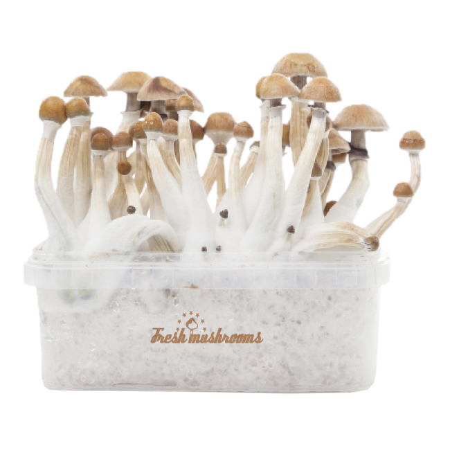 freshmushrooms_mexicanxp_2