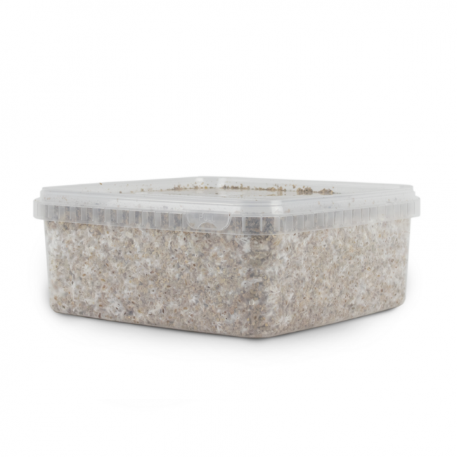 general-magic-mushroom-kit-growbox-extra-large_5