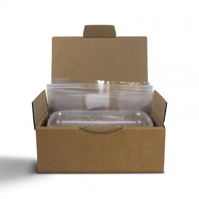 golden-teacher-mondo-magic-mushroom-kit-box-with-growb_1_14