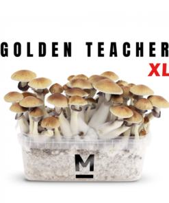 Magic Mushroom Grow Kit Golden Teacher XL by Mondo®