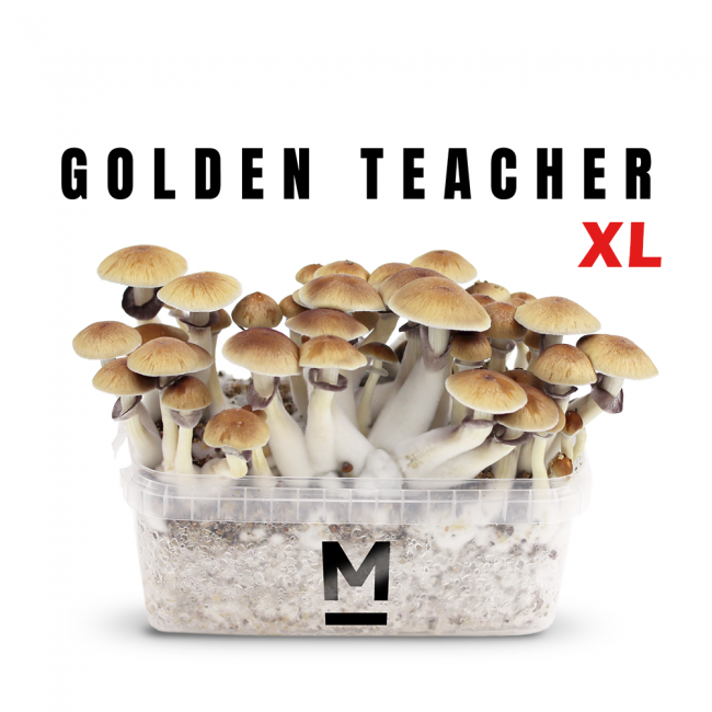 Magic Mushroom Grow Kit Golden Teacher XL by Mondo®