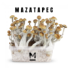 Magic Mushroom Grow Kit Mazatapec by Mondo®