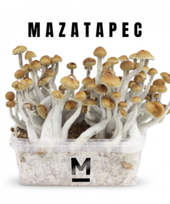 Magic Mushroom Grow Kit Mazatapec by Mondo®