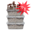 Three Magic Mushroom Grow kits Special Offer