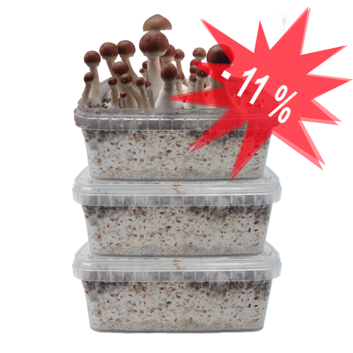 Three Magic Mushroom Grow kits Special Offer